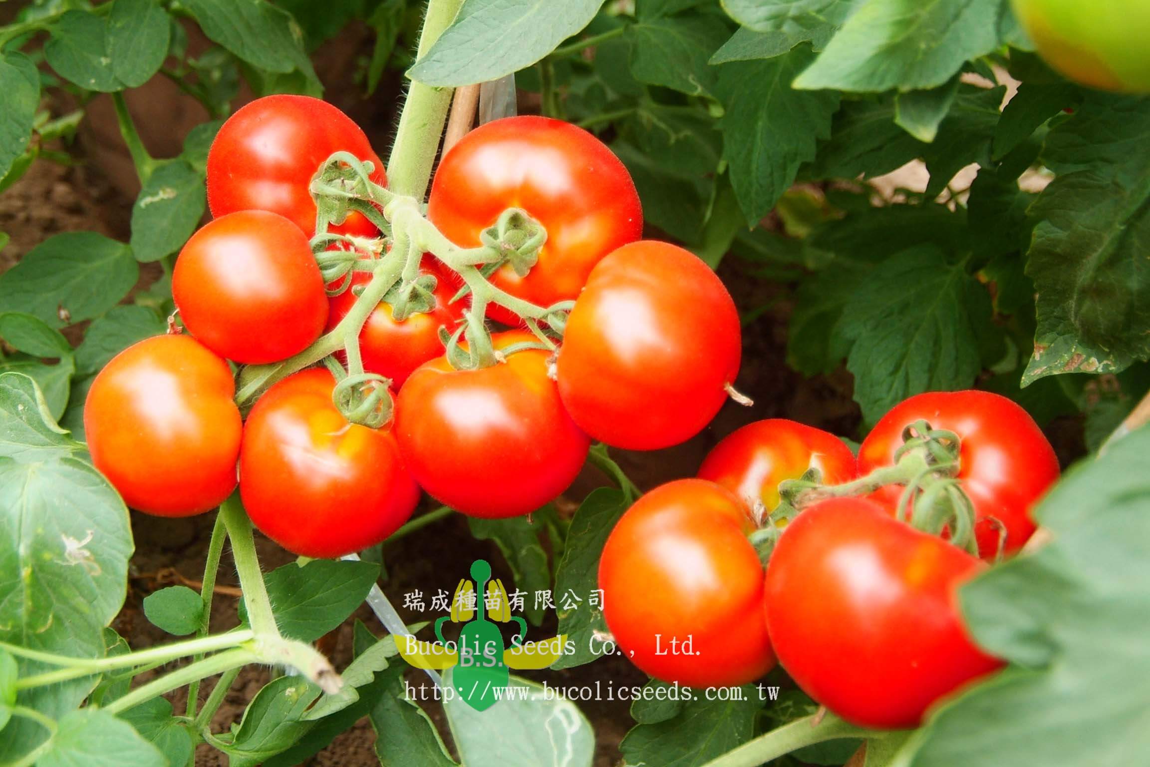Red Tomato 121 - Red Tomato 121